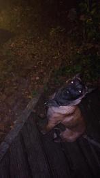 Mechelse herder (6 maanden), Ophalen of Verzenden, Hond