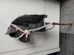 Zelfgemaakte hobbyhorse, Dieren en Toebehoren