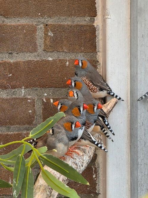 Zebravinken tekoop, Dieren en Toebehoren, Vogels | Overige Vogels, Tropenvogel, Meerdere dieren