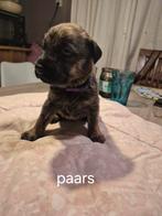 7 prachtige pups, 8 tot 15 weken, Meerdere, Meerdere dieren, Nederland