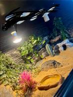 Terrarium s te koop, Ophalen, Zo goed als nieuw, Terrarium of Paludarium