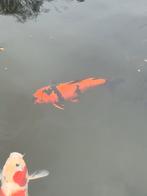 Hi Utsuri koi – 40/45 cm – mooie contrastrijke koi, Karper of Koi