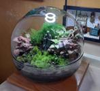 Ronde glazen terrarium dome, Huis en Inrichting, Kamerplanten, Ophalen, Overige soorten, Halfschaduw, Minder dan 100 cm