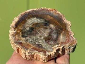 Versteend hout schijf plak dubbel gepolijst mineralen beschikbaar voor biedingen