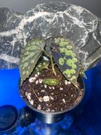 Begonia sp Kalimantan, Huis en Inrichting, Kamerplanten, Overige soorten, In pot, Minder dan 100 cm, Bloeiende kamerplant