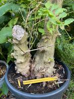 Pre bonsai: start materiaal blauwe regen wisteria chinensis, Ophalen, Overige soorten, Minder dan 100 cm