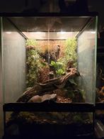 Tekoop exoterra terrarium 45x45x60, Dieren en Toebehoren, Ophalen, Zo goed als nieuw, Terrarium of Paludarium