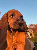 Rhodesian Ridgeback pups, Dieren en Toebehoren, Rabiës (hondsdolheid), Overige rassen, 8 tot 15 weken, Meerdere