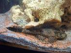 Zeilvin Pleco (Pterygoplichthys gibbiceps) 16cm, Vis, Zoetwatervis