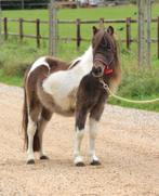 Te koop 7 super knappe shetlander en een haflinger ruin, Ruin, A pony (tot 1.17m), Recreatiepony, Gechipt