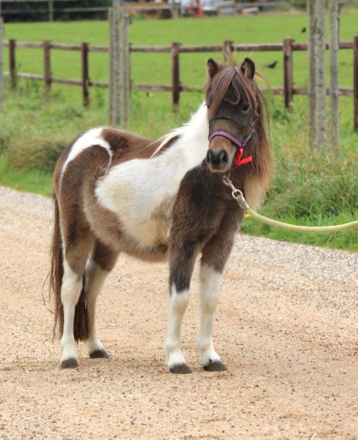 Te koop 7 super knappe shetlander en een haflinger ruin, Dieren en Toebehoren, Pony's, Ruin, A pony (tot 1.17m), Recreatiepony