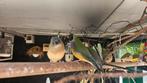 Goldamadine's te koop, Dieren en Toebehoren, Vogels | Overige Vogels, Meerdere dieren, Tropenvogel