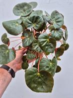 Begonia p12, Ophalen of Verzenden, Halfschaduw, Minder dan 100 cm