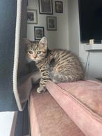 Britsekortehaar x Egyptische mau kittens, Meerdere dieren