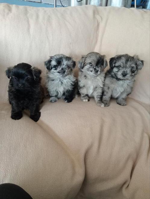 Boomer x pomeriaan pups, Dieren en Toebehoren, Honden | Chihuahua's en Gezelschapshonden, Meerdere dieren, Overige rassen, Particulier