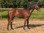 Mensgerichte jaarling hengst zoekt liefdevol nieuw thuis, Dieren en Toebehoren, Pony's, Hengst, Recreatiepony, Gechipt, 0 tot 2 jaar