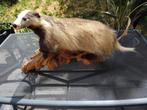 30+ Opgezette Marters/ Wezels/ Hermelijntjes/ Das, Verzamelen, Dierenverzamelingen, Ophalen, Gebruikt, Wild dier, Opgezet dier