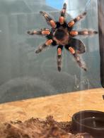 Brachypelma smithi, Dieren en Toebehoren, Insecten en Spinnen, Spin of Schorpioen