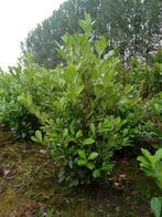 prunus Laurus Rotundifolia (Laurier), Laurier, Ophalen