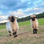 Wallischer Swartsnase ooi met ooilam, Dieren en Toebehoren, Schapen, Geiten en Varkens, Vrouwelijk, Schaap