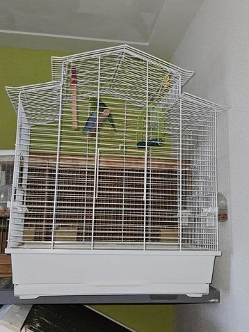 Vogelkooi exclusief vogels!! beschikbaar voor biedingen