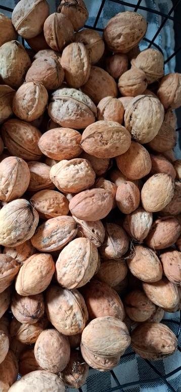 Verse walnoten van de boom beschikbaar voor biedingen