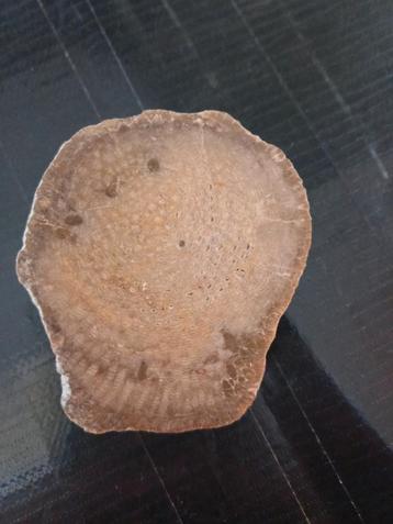 Koraal fossiel  beschikbaar voor biedingen