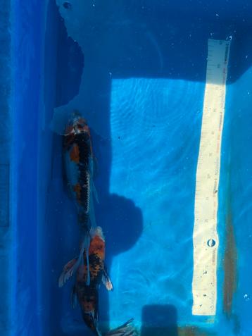 Butterfly koi rond de 30 cm desgewenst bezorgd aan huis  beschikbaar voor biedingen