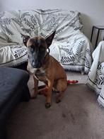 Buck, Particulier, Rabiës (hondsdolheid), 15 weken tot 1 jaar, Reu