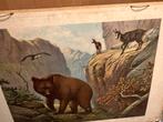 Schoolplaat: Dieren van de Karpaten, Antiek en Kunst, Antiek | Schoolplaten, Ophalen, Natuur en Biologie