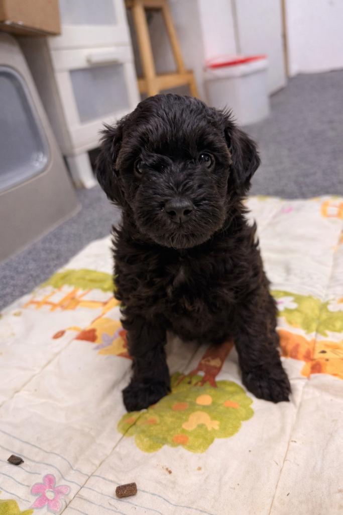 Toy poedel (75%) x Sheltie (25%), Dieren en Toebehoren, Honden | Chihuahua's en Gezelschapshonden, Meerdere dieren, Poedel, Fokker | Hobbymatig