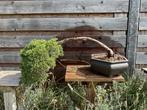 Juniperus chinensis bonsai jeneverbes, Ophalen, Bloeit niet, Overige soorten, Minder dan 100 cm