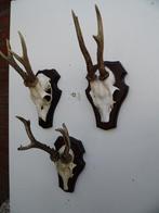 3 ree geweien (12) , samen voor 27,50 euro, Ophalen of Verzenden, Gebruikt, Wild dier, Gewei of Kop