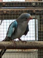 princes of wales, Dieren en Toebehoren, Vogels | Parkieten en Papegaaien, Meerdere dieren, Parkiet, Geringd
