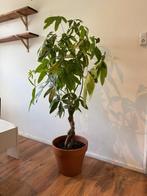 Kamerplant Pachira Aquatica - Geldboom, Ophalen, Overige soorten, Minder dan 100 cm