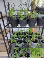 Diverse moestuin plantjes, Tuin en Terras, Planten | Tuinplanten, Zomer, Ophalen, Groenteplanten, Eenjarig