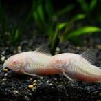 Hobbyaquarium Corydoras Albino, Vis, Zoetwatervis, Schoolvis