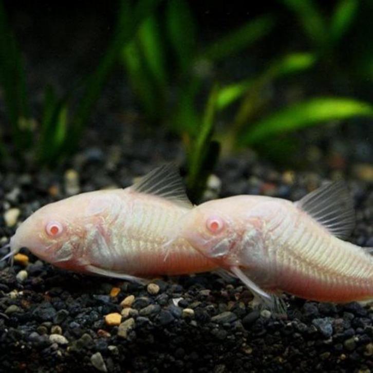 Hobbyaquarium Corydoras Albino, Dieren en Toebehoren, Vissen | Aquariumvissen, Zoetwatervis, Vis, Schoolvis