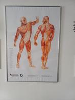 Anatomie Poster - Spierenstelsel, Ophalen of Verzenden, Natuur en Biologie