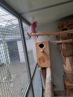 Prachtig jong koppel Lutino Kaketoes, Meerdere dieren, Papegaai, Geringd