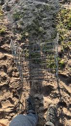 Ruif voor schapen, Vrouwelijk, Schaap