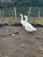 2 Prachtige Ganzen, Dieren en Toebehoren, Meerdere dieren, Gans of Zwaan