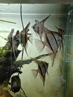 Maanvissen, Rio Nanay 6 exemplaren, Dieren en Toebehoren, Vis, Zoetwatervis, Schoolvis