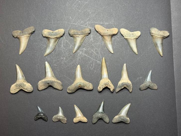 Setje Isurus oxyrinchus haaientanden Antwerpen, Verzamelen, Mineralen en Fossielen, Fossiel, Ophalen of Verzenden