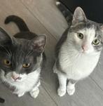 Warm huis gezocht voor onze lieve Simba & Snowy., Kater