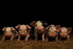 Schitterende Bentheimer X pietrain biggen te reserveren, Dieren en Toebehoren, Meerdere dieren, Varken, 0 tot 2 jaar