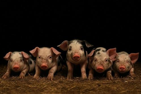 Schitterende Bentheimer X pietrain biggen te reserveren, Dieren en Toebehoren, Schapen, Geiten en Varkens, Varken, Meerdere dieren