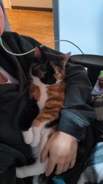 1 Kitten aftehalen, Dieren en Toebehoren, Katten en Kittens | Overige Katten, Meerdere dieren, Kortharig, 0 tot 2 jaar