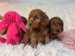 Cockapoo pups nog 3 teefjes ( 8 januari 2026), Nederland, Overige rassen, 8 tot 15 weken, CDV (hondenziekte)