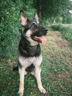 Mooie jonge Duitse herder teef met stamboom, Rabiës (hondsdolheid), 1 tot 2 jaar, Teef, Eén hond